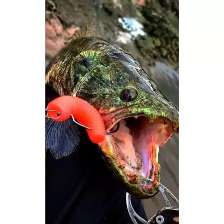 Alligator pro Fishing